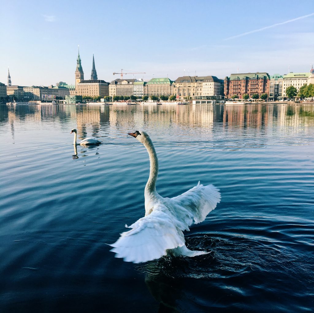 Schwan auf der Alster, im Hintergrund Hamburg